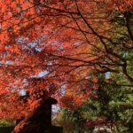 Thumbnail of post image 118